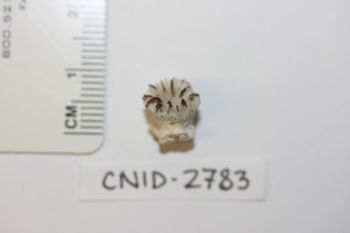 Media type: image;   Invertebrate Zoology CNID-2783 Description: Preserved specimen.;